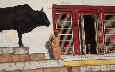 Een moslim die een koe eet, kan tot wel vijf jaar cel krijgen